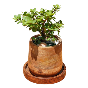 Maceta de madera natural para plantas de interior, jardinera de madera rústica para decoración de restaurantes y hogares, venta al por mayor de fábrica en Vietnam - Product Image 3