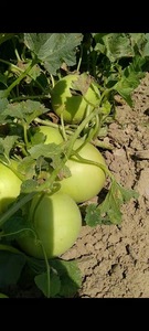 Graines hybrides de melon HONEY DEW F1 - Product Image 4
