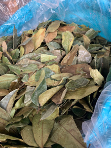 ใบกระเจี๊ยบแห้งจากเวียดนาม ใบธรรมชาติสำหรับชงชาสมุนไพร เครื่องดื่ม และใช้ในอุตสาหกรรม - Product Image 3