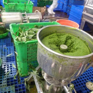 Feuilles de Manioc Congelées Nouvelle Récolte Forte Demande Fournisseur en Gros - Meilleur Prix pour l'Exportation - Product Image 6