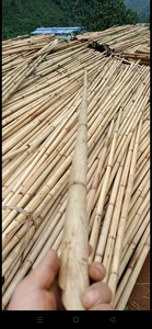 Varas de Bambú de 2-3 Metros de Longitud, Estacas de Bambú Natural Enteras para Construcción y Uso Estructural - Product Image 3