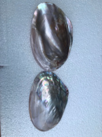 Perle d'eau douce naturelle coquille d'huître coquille de moule sans perle pour cuillères et assiettes faites à la main au Vietnam