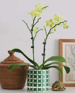 Modern Quality Chevron Bone Inlay Planter <b>Low</b> Price Zig Zag <b>Table</b> Decor Best Christmas Gift Idea Boxed Decorative Flowers Plants - Product Image 4