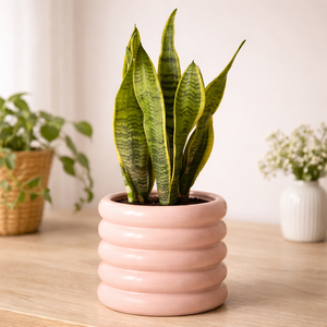 Maceta de Cerámica Mate Acanalada con Orificio de Drenaje, Acabado Duradero, Moderna, para Plantas de Interior - Product Image 1