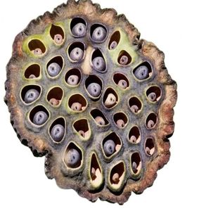 YAMUNA Cápsulas de Loto Secas, Decoración Ecológica para Acuarios, Escondite para Peces y Camarones, Decoración para el Hogar, Tamil Nadu, 7-9 cm - 10 Piezas - Product Image 3