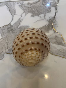 Coquille de tun tropicale tachetée du Vietnam 10-13 cm pour la décoration de centres de villégiature, l'affichage en aquarium, l'artisanat côtier et l'ornement - Product Image 3