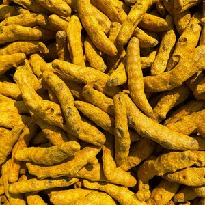 ขมิ้นอินเดียสีทอง รากเต็ม รสชาติเข้มข้น กลิ่นหอม สีเหลืองสดใส ขายส่งทั่วโลก ปริมาณมาก - Product Image 5