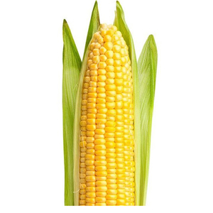 Cleaned and Sorted Yellow Corn for Industrial Food Production Feed <b>Mills</b> and Export Markets - Product Image 3