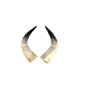 hot selling best quality cow pair horn Handmade product with cheap price large and small size buffalo pair horn