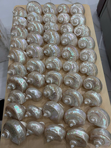 ขายส่งเปลือกหอยสังข์ ผู้ส่งออกคุณภาพพรีเมียม คุ้มค่าที่สุดสำหรับการสั่งซื้อจำนวนมาก - Product Image 2