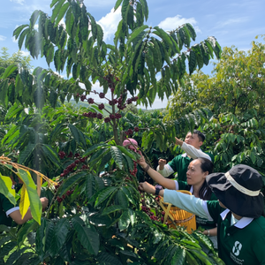 Café Robusta Vert Premium du Vietnam OEM 95% Non Torréfié Brut en Sac de 60kg en Vrac pour l'Exportation Directe - Product Image 4