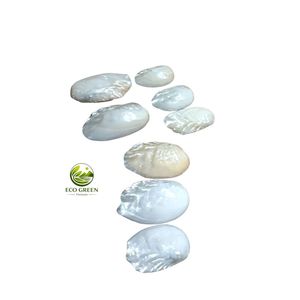 Conchas Marinas Decorativas de Vietnam de Alta Calidad, Surtido de Conchas Naturales al por Mayor para Decoración del Hogar, Fabricación de Joyería y Manualidades de Playa - Product Image 3