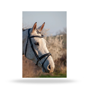 บังเหียนแบบ COMFORT FLASH ขนาดมาตรฐานสำหรับขี่ม้าแบบอังกฤษ เพื่อความสบายและการควบคุมของม้า - Product Image 5