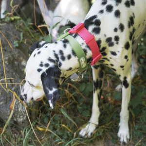 Collar Ajustable para Perro con Hebilla de Plástico, Diseño Sólido, Lavable y Duradero para Paseos Diarios - Product Image 4