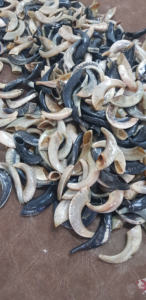 Shofar de Cuerno de Carnero de la Mejor Calidad, Shofar Natural para Tocar y Fines Religiosos, Shofar Kosher Pulido de CRAFTS GALORE - Product Image 4