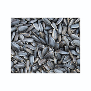 Graines de tournesol en gros, prix bas, approvisionnement en vrac, noyaux frais et naturels - Product Image 5