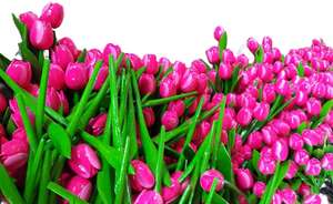 Tulipán Musical Hecho a Mano de Madera de Acacia, Decoración para el Hogar, Estilo ROMÁNTICO, Técnica Pulida, 37cm de Largo, Ligero, Regalo, Hecho en Tailandia - Product Image 6