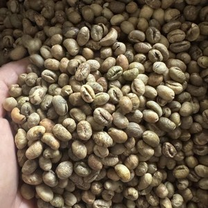 Premium Vietnam Robusta Green Coffee <b>Beans</b> Size 18 Vietnam coffee Instant Bulk Export High Caffeine Coffee Supplier - Product Image 3