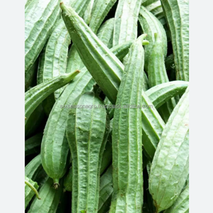 Calabaza Fresca Orgánica de Granja, Suministro Directo, Calidad de Exportación, Luffa Verde de Bangladesh, Six Season Agro Traders - Product Image 6