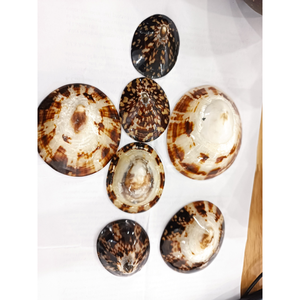 Coquilles de limpets en gros : distribution à prix compétitif, coquilles nettoyées et polies pour le marché de la décoration intérieure - Product Image 6