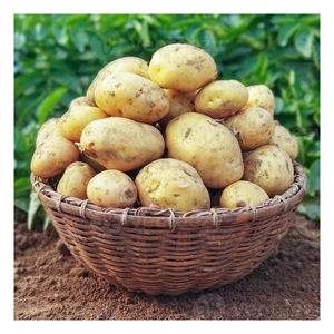 Papas Frescas de Granja, Distribución al por Mayor a Nivel Mundial - Product Image 1