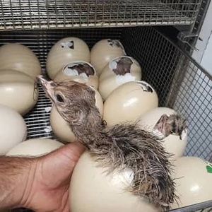 ไข่ไก่แช่แข็งธรรมชาติสีน้ำตาลขาว ขายดีปี 2026 สดจากฟาร์ม สั่งซื้อจำนวนมากได้ - Product Image 5