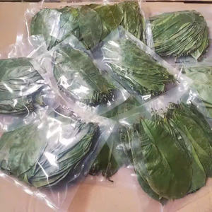 Dried Soursop Graviola Leaves Premium Natural Bulk Export Fermented Vacuum Packaging Private Label Made Vietnam <b>Tea</b> Bags/<b>Box</b> - Product Image 2