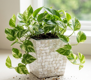 Maceta Decorativa de Nácar Natural, Hecha a Mano, Estilo Costero, para Interiores y Exteriores, Adorno para Jardín y Hogar, de Vietnam - Product Image 6