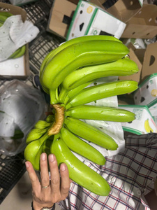 Bananas frescas Cavendish para exportación a EAU, Techmifood, proveedor confiable de Vietnam - Product Image 6