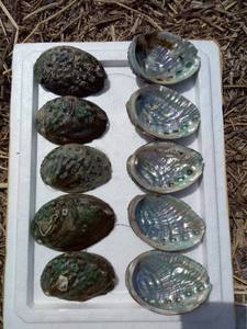 BEST SELLER Eco-Friendly Handmade Natural Mixed Ocean <b>Shell</b> <b>Ornaments</b> Pack Home Table Decor DIY Craft Project Blue Lotus - Product Image 2