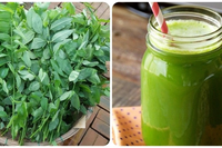 PREMIUM VIETNAM Bubuk Daun Katuk Kering 100g Kemasan Eceran untuk Teh Smoothie Sup dan Persiapan Makanan