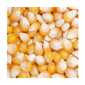 Servicio OEM, Listo para Enviar, Palomitas de Maíz Premium al por Mayor, Venta a Granel, Grado Alimenticio, Más Vendidas, Suministro a Granel - Product Image 6