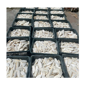 Os de Seiche Séché Entier 20-40cm Faible Teneur en Sel Supplément de Calcium Marin pour Animaux de Compagnie Qualité Supérieure Vietnam Durée de Conservation 2 Ans Boîte - Product Image 1