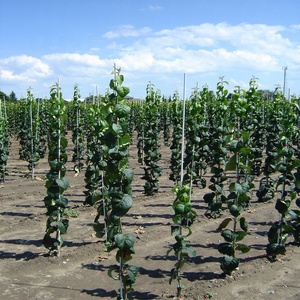 Fiberglass Plant <b>Support</b> Stick for <b>Tomato</b>, Beam, Grape <b>support</b> and Climbing - Product Image 3