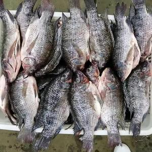 Filetes de Pescado Perca del Nilo Congelados al por Mayor, Precio de Mayoreo, en Forma Redonda, a Granel, 10 kg - Product Image 5