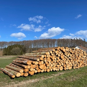 Bois d'<span class=keywords><strong>azobé</strong></span> africain de qualité supérieure et bois scié |   Bois dur Ekki |   Bois tropical de qualité d'exportation - Product Image 5