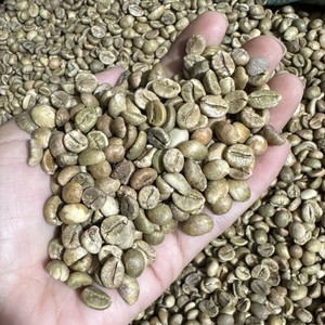 Café Verde en Grano Vietnam Arabica Specialty Honey S16+ de Fábrica con Exportación al por Mayor y Suministro Estable - Product Image 6