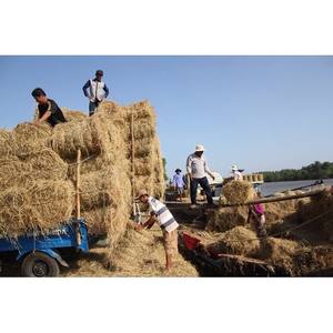 Meilleur produit agricole GIA GIA NGUYEN, paille de riz séchée, foin sec, fourrage sec du Vietnam pour la culture de champignons et l'alimentation animale - Product Image 2