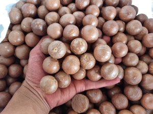 Noix de macadamia fraîches vietnamiennes en vrac, qualité A, brutes, emballées sous vide, marque VIET DELTA - Product Image 3
