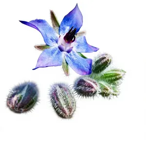Aceite de Semilla de Borraja 100% Puro 1KG, Aceite Portador Natural de Borago Officinalis Prensado en Frío - Grado Cosmético, Proveedor Mayorista a Granel, India - Product Image 1
