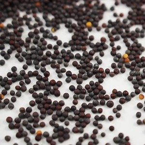 Factory Direct Bulk Supply Premium Natural White Mustard Seed Herbal <b>Plant</b> for Spice & Culinary Industry - Product Image 3