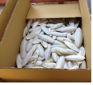 Os de Seiche Séché du Vietnam de Qualité Supérieure pour Oiseaux, Perroquets, Petits Animaux – Source Naturelle de Calcium – Vente en Gros – Mme Tarina - Product Image 2