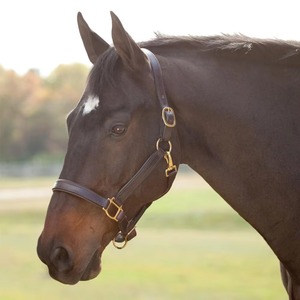 Harnais pour cheval en cuir tressé personnalisable, disponible dans toutes les couleurs, avec des accessoires en laiton massif, réglable, confortable et durable - Product Image 4