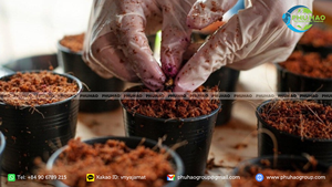 Produit phare de haute qualité : Cocopeat 95/5 à faible EC pour le démarrage des semis et une croissance saine des racines – Bloc de 5 kg de substrat organique professionnel - Product Image 2