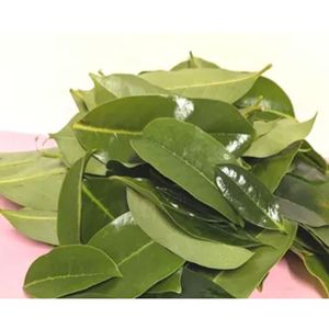 ชาใบทุเรียนเทศคุณภาพสูง บรรจุภัณฑ์สุญญากาศ ขายส่ง - Product Image 1
