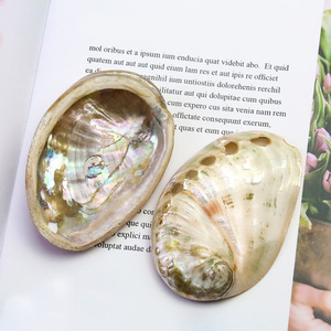 Polished cut <b>abalone</b> <b>shell</b> good price natural seashell for craft & ocean vibe decoration wholesale - Product Image 1
