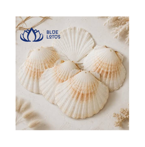 เปลือกหอยเชลล์ธรรมชาติสีน้ำเงินลายขาวแดง สำหรับงาน DIY ตกแต่งบ้าน ฮวงจุ้ย งานแต่งงาน บินห์ ทวน - Product Image 1