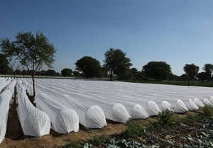 Venta al por mayor, superventas, 17-50GSM, cubierta de cultivo ligera, tela PP, cubierta de fila flotante transpirable para protección de plantas, cubierta de escarcha - Product Image 4