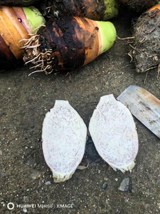 Taro Congelado de Alta Calidad, Raíz de Taro Vietnamita, Dasheen, Arbi, Malanga, IQF, BQF, Raíz Fresca, Proveedor de Exportación a Granel - Product Image 3