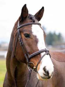 Leather Equestrian Bridle for <b>Horse</b> Riding Comfortable Soft Design Icelandic Hanoverians Fit Customizable Size Logo Rub - Product Image 1